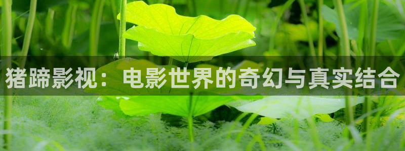 影院aaaa：猪蹄影视：电影世界的奇幻与真实结合